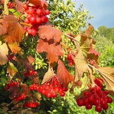 Схема вышивки «Над рекой калина спелая...»