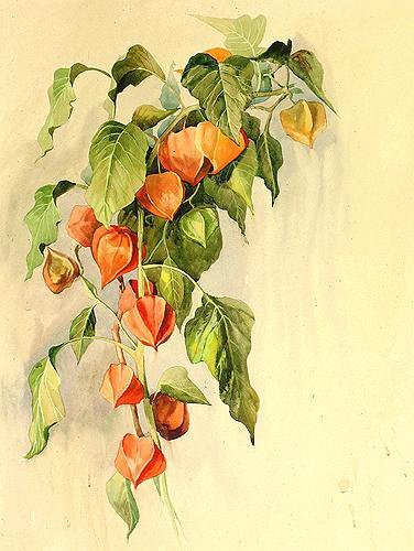 Физалис - физалис - оригинал