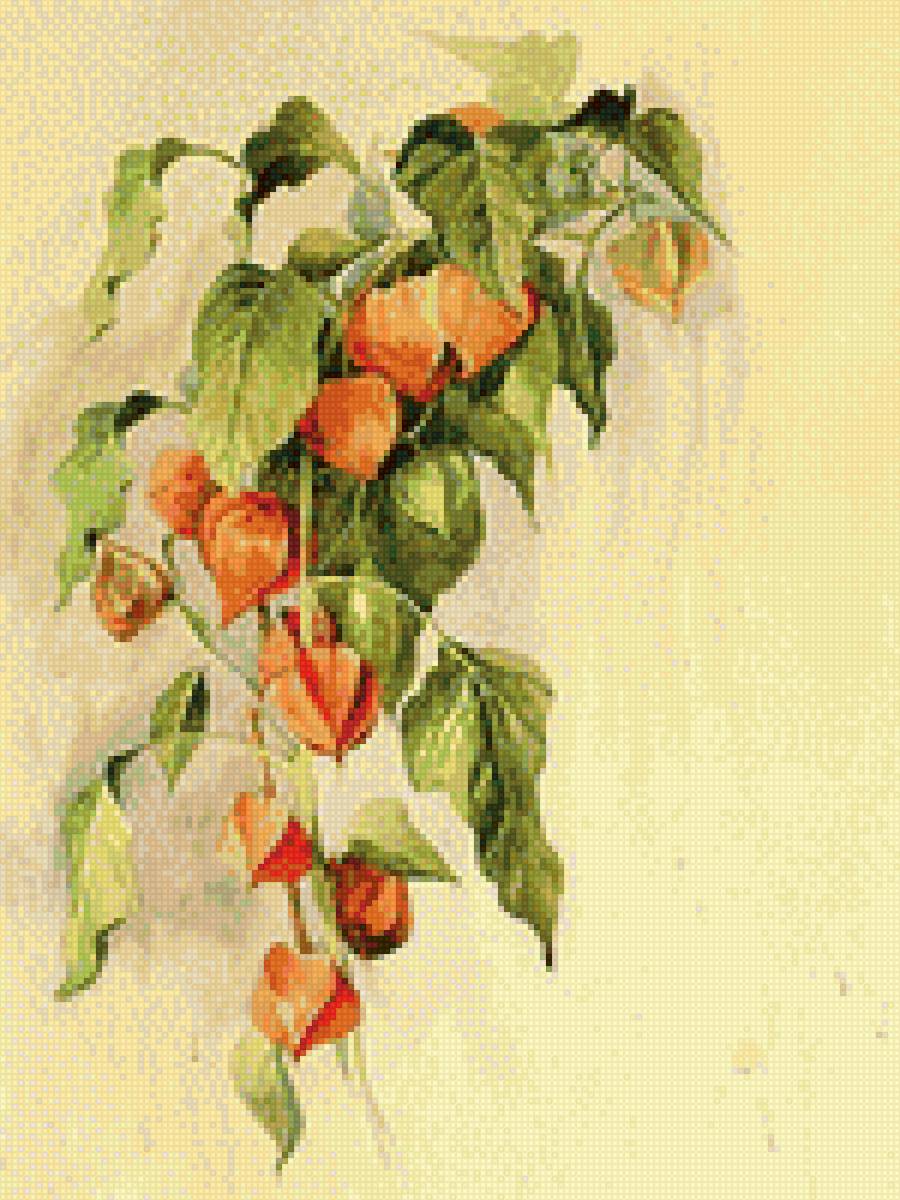 Физалис - физалис - предпросмотр