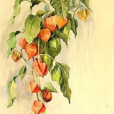 Схема вышивки «Физалис»