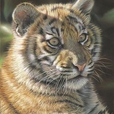 Схема вышивки «дикие»