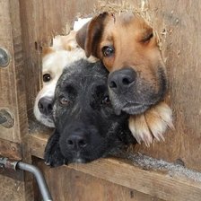 Мир животных