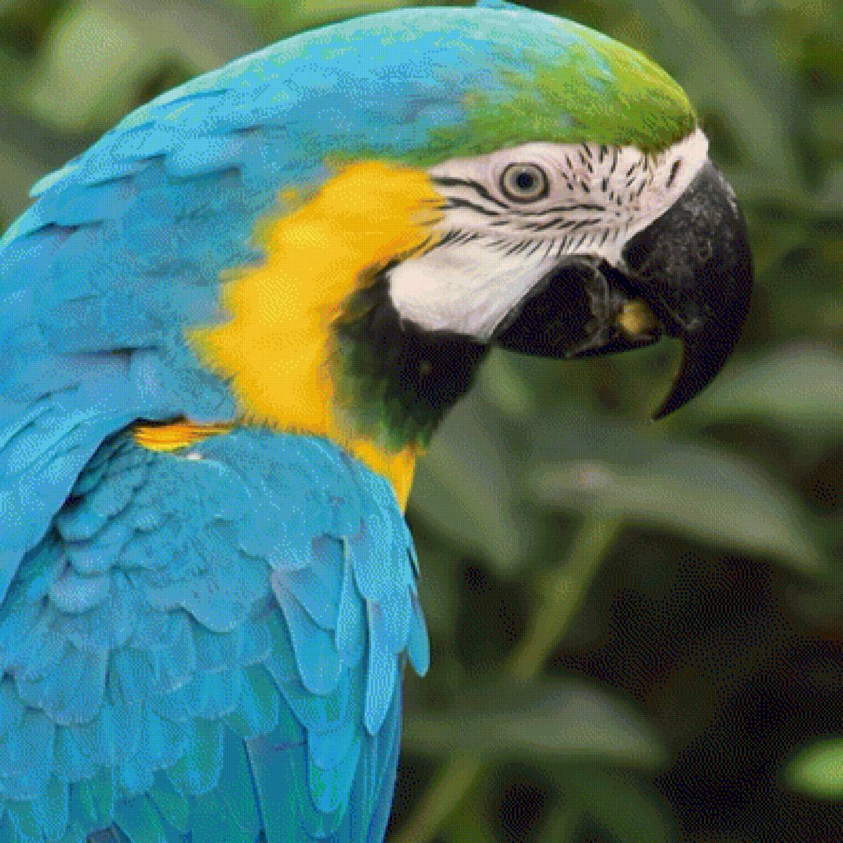 Попугай - птицы, попугай - предпросмотр