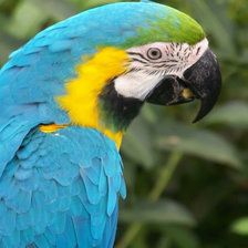 Схема вышивки «Попугай»