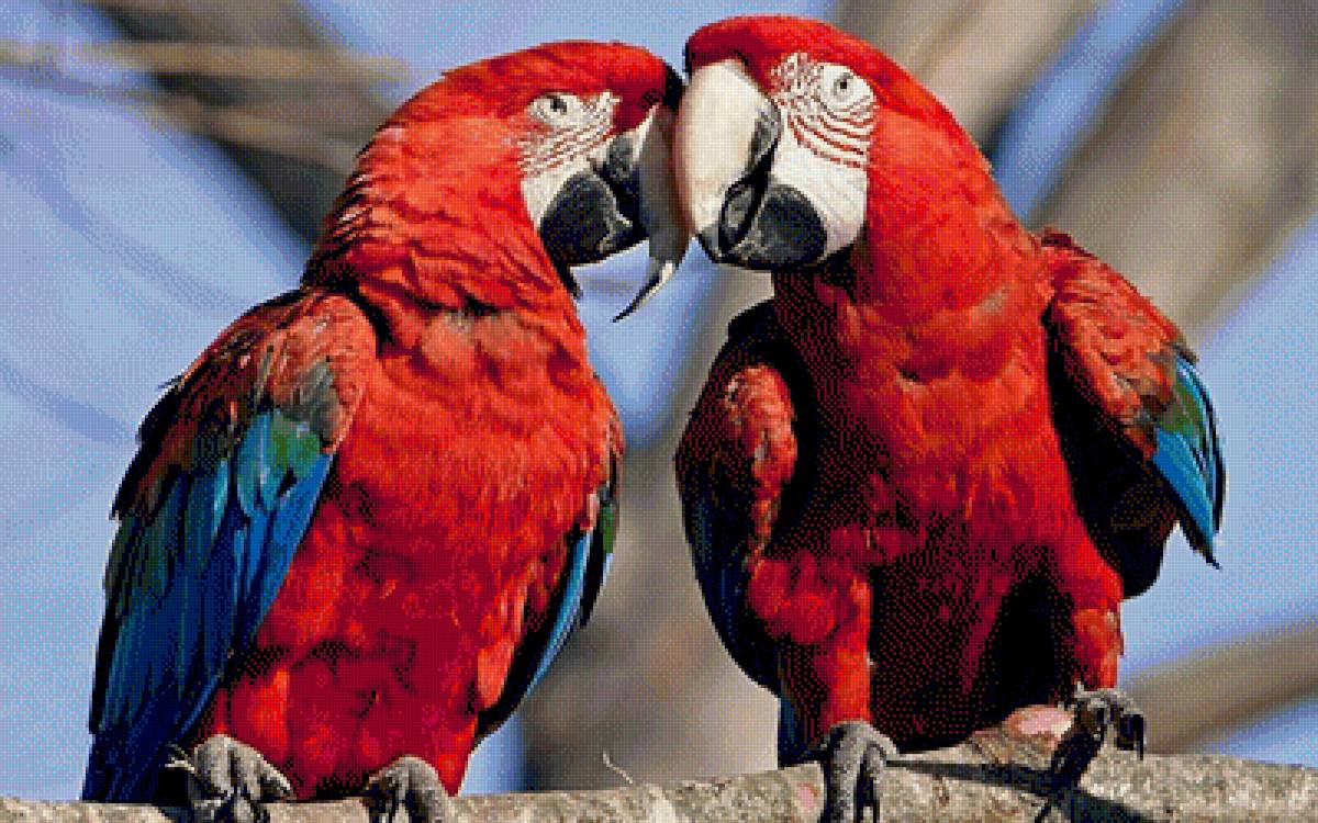 Попугаи - птицы, попугай - предпросмотр