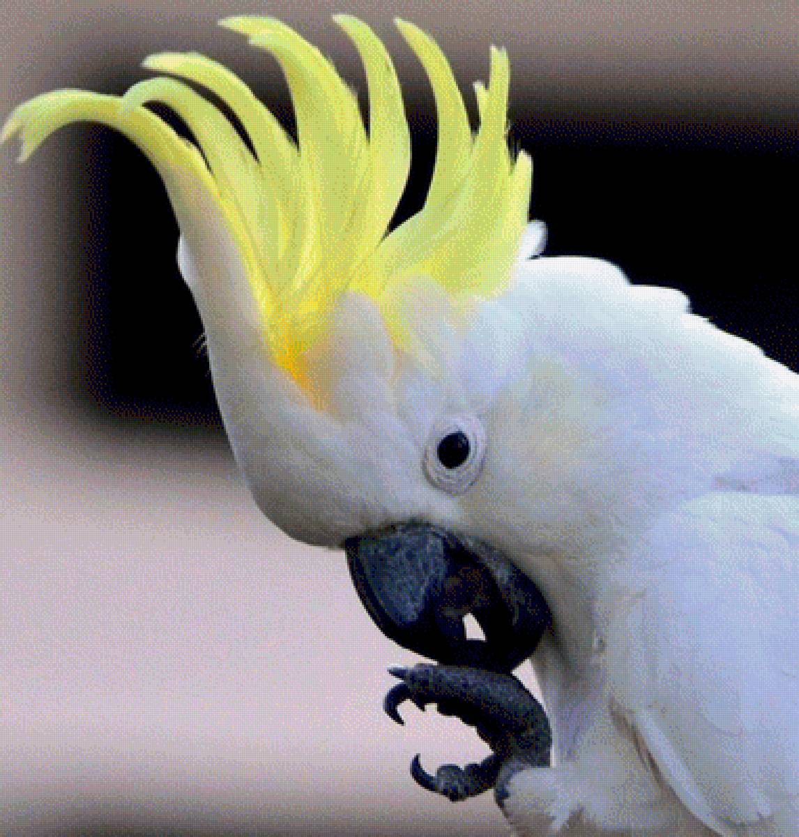 Кеша - попугай, птицы - предпросмотр