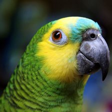 Схема вышивки «Кеша2»