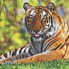 Схема вышивки «№2016550»