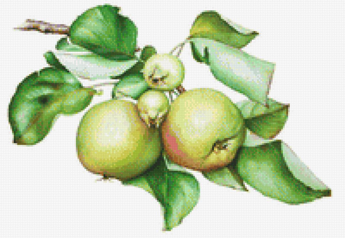 Ветка яблок - ветка яблок - предпросмотр