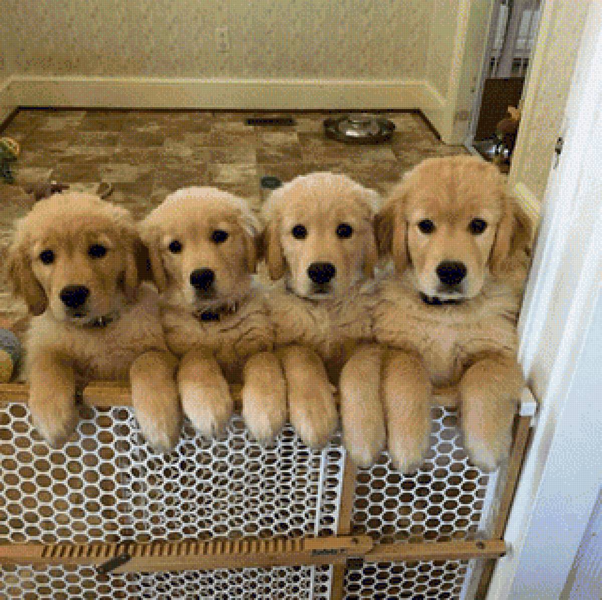 golden retriver kölykök - kicsi, kutya - предпросмотр