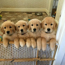 Схема вышивки «golden retriver kölykök»