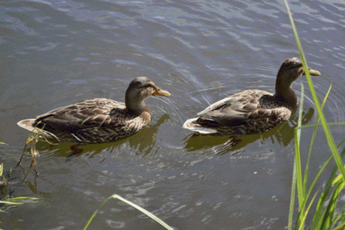 Утки - пруд, птицы, утки - предпросмотр