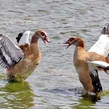 Схема вышивки «Сплетницы»