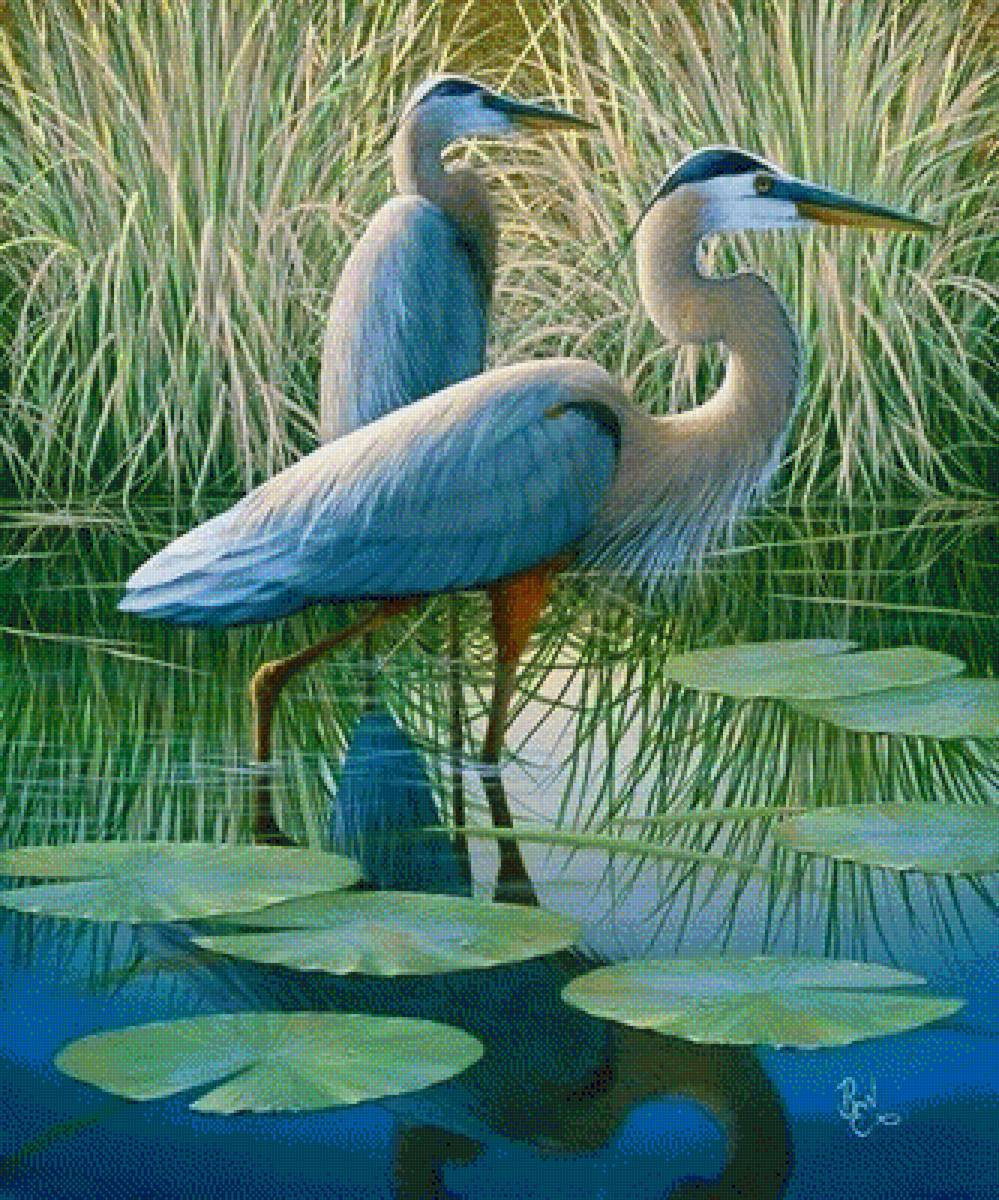 Цапли - цапли, пруд, птицы - предпросмотр