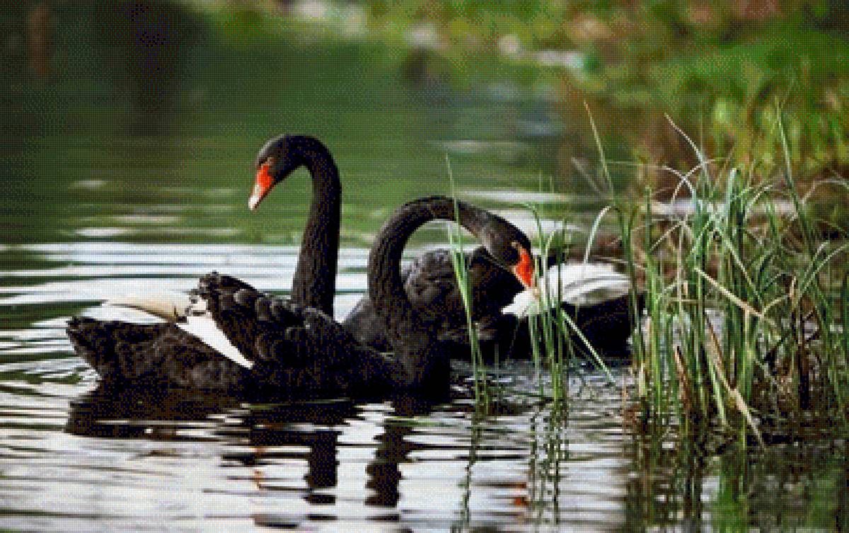 На пруду - лебеди, птицы, пруд - предпросмотр