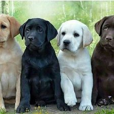 Схема вышивки «Kölyökkutyák»