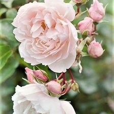 Схема вышивки «ROSES»