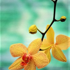 Схема вышивки «ORCHIDS»