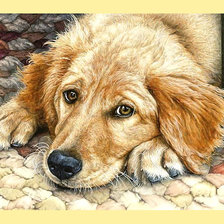 Схема вышивки «Серия "Собаки".»