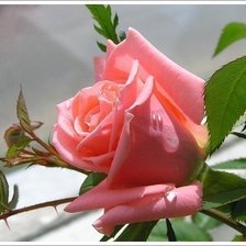 Схема вышивки «Колючая красавица»