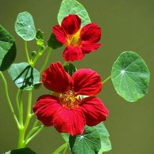 Схема вышивки «Настурция»