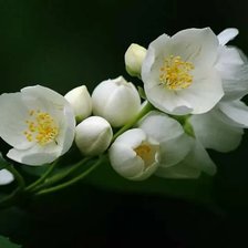 Схема вышивки «Душистый жасмин»