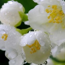 Схема вышивки «В каплях росы»