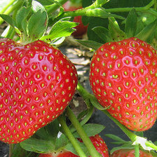 Раз - клубничка, два - клубничка