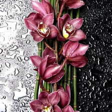 Схема вышивки «орхидеи»