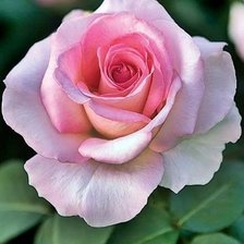 Схема вышивки «цветы»