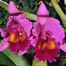 Схема вышивки «№2017160»