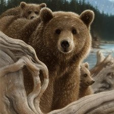 Схема вышивки «дикие»