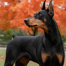 Схема вышивки «Доберман»