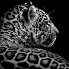 Схема вышивки «Леопард»