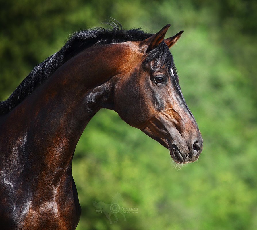 жеребец Идол, русская верховая порода - лошади, животные - оригинал