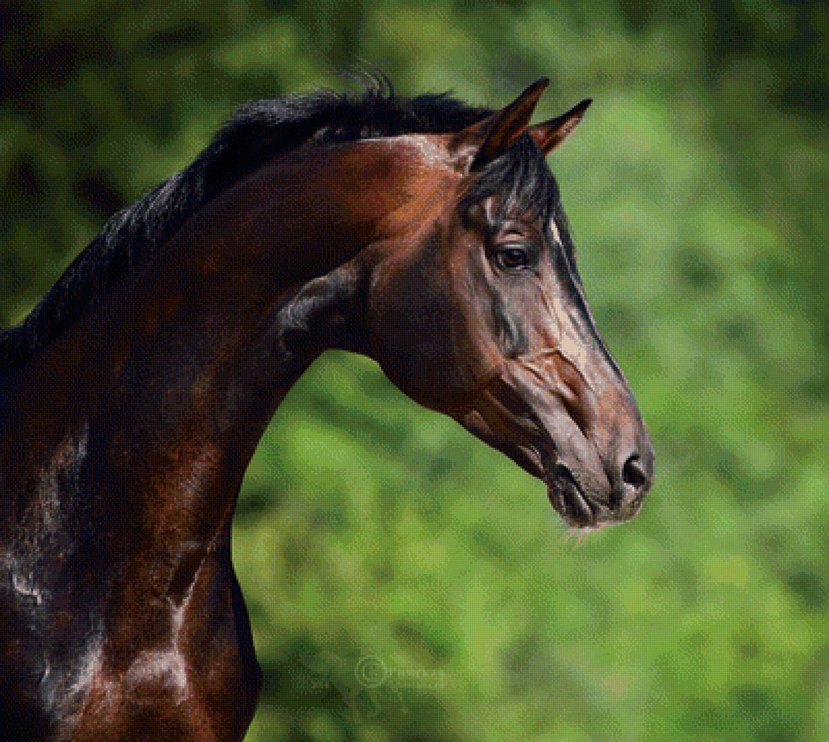жеребец Идол, русская верховая порода - лошади, животные - предпросмотр