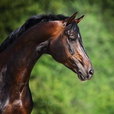Схема вышивки «жеребец Идол, русская верховая порода»