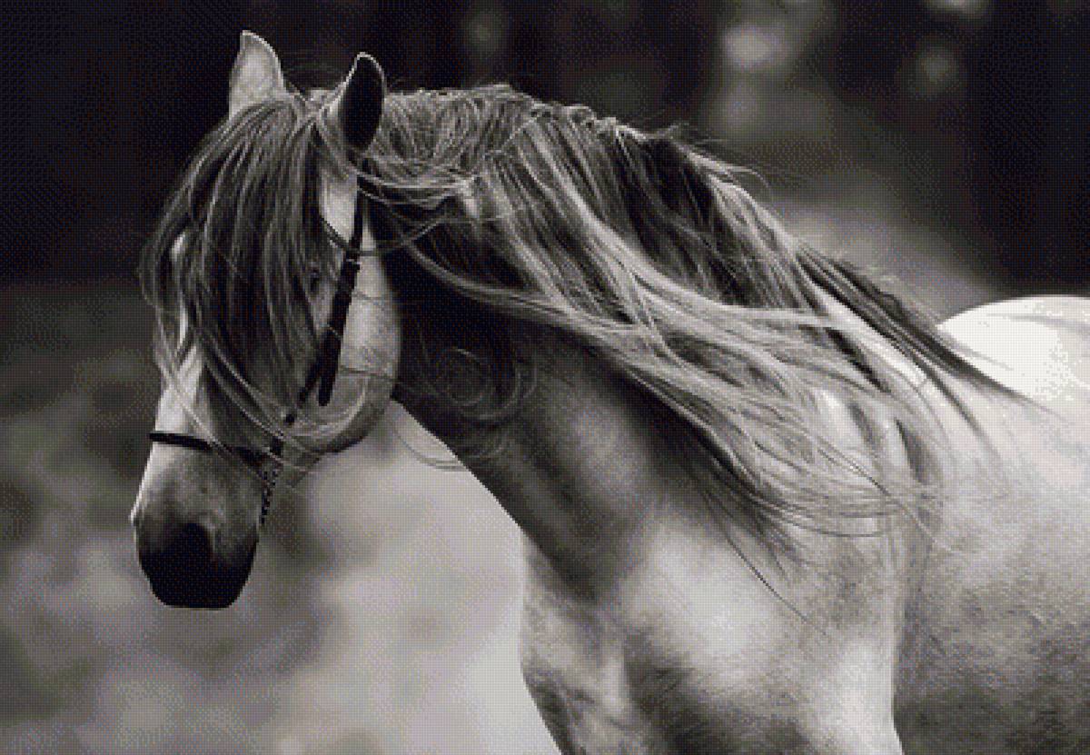 черно-белый портрет коня - животные, лошади - предпросмотр