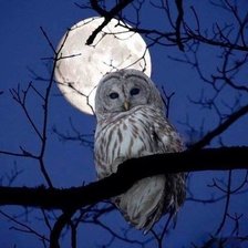 Схема вышивки «Полнолуние»