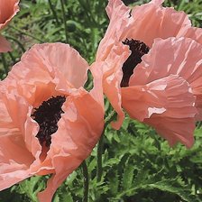 Схема вышивки «Маки»