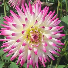 Схема вышивки «Цветок георгина»