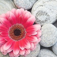 Схема вышивки «Цветок на камнях»