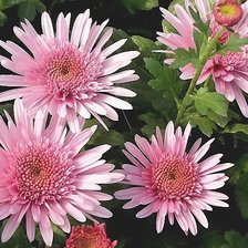 Схема вышивки «Розовые хризантемы»