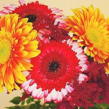 Схема вышивки «Герберы»