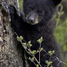 Схема вышивки «Bear»