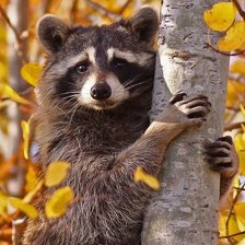 Схема вышивки «Racoon»