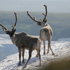 Схема вышивки «Северные олени»