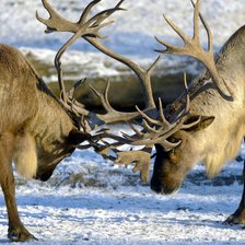 Схема вышивки «Северные олени»