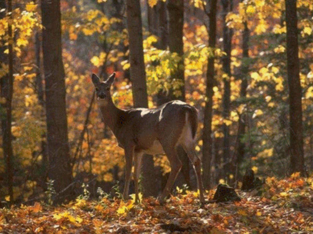 В осеннем лесу - лес, олень, осень, природа - предпросмотр