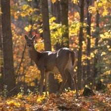Схема вышивки «В осеннем лесу»